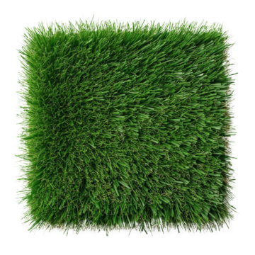 Grass